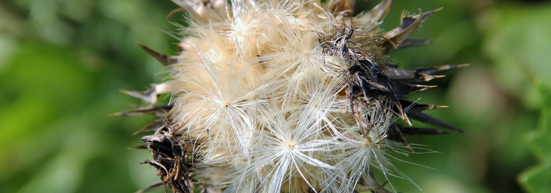Mariendistel