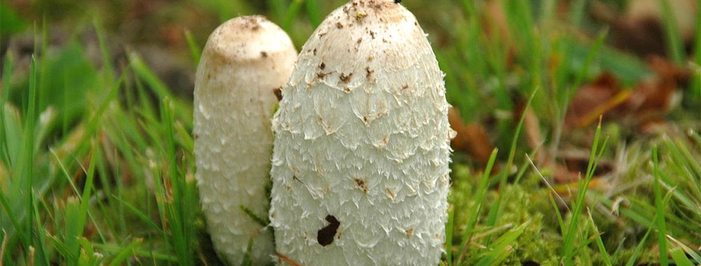 Schopftintling_web_commons