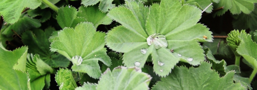 blatt mit tropfen