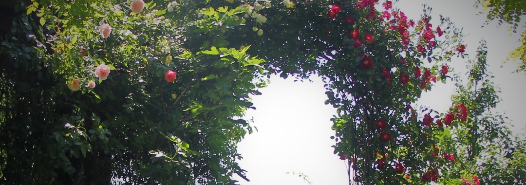 rose1