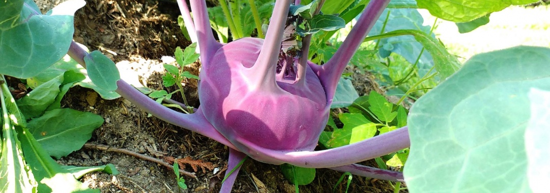 Pilze-Helfer_Kohlrabi-blau_Wilbirg_1910 wilbirg