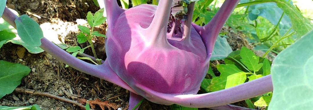Pilze-Helfer_Kohlrabi-blau_Wilbirg_1920x1280