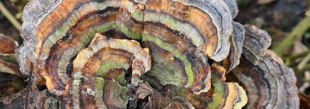 Schmetterlingstramete_001